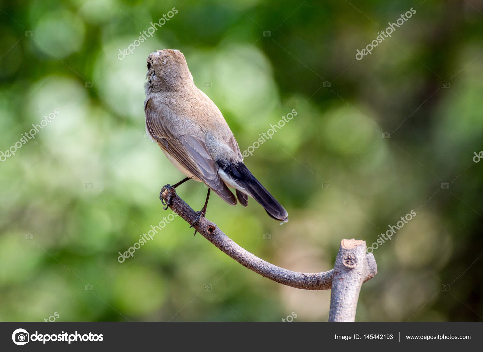 Oiseau Gobemouche à Gorge Rouge Sur Un Arbre