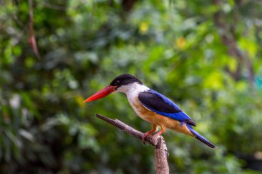 Bird (Black-capped Kingfisher) on a tree clipart