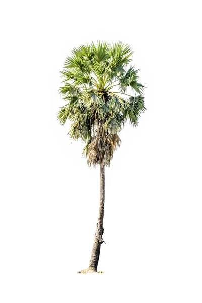 Árvore (palma de açúcar) isolada sobre fundo branco — Fotografia de Stock
