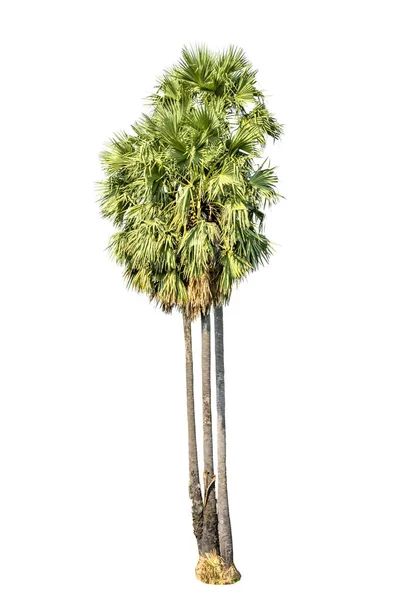 Boom (Sugar palm) geïsoleerd op witte achtergrond — Stockfoto