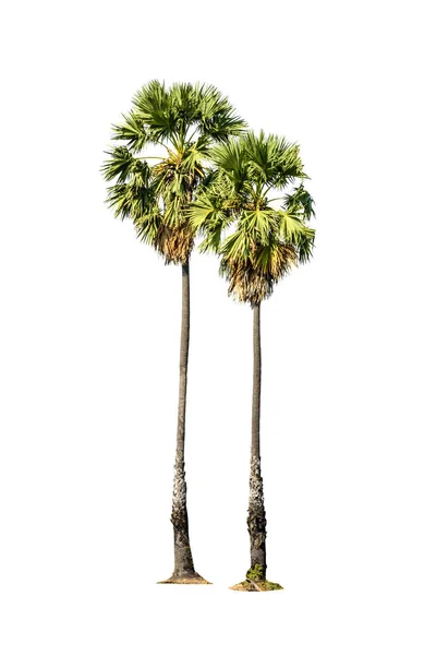 Árvore (palma de açúcar) isolada sobre fundo branco — Fotografia de Stock
