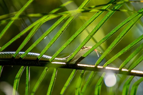 Змея (Chrysopelea ornata) на дереве — стоковое фото