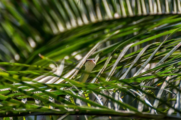 Wąż (Chrysopelea ornata) na drzewie — Zdjęcie stockowe
