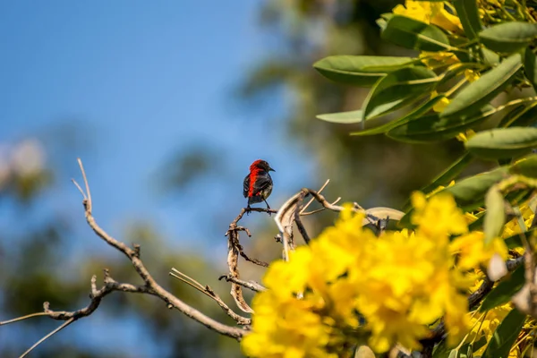 Pájaro (Pájaro de flores con respaldo escarlata) en un árbol — Foto de Stock