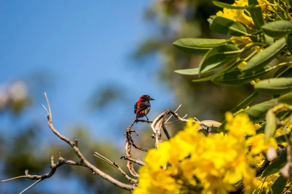 Oiseau (Pic-fleur à dos écarlate) sur un arbre — Photo