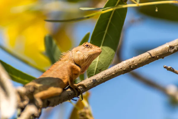 Ještěrka (orientální zahrady ještěrka) na stromě — Stock fotografie