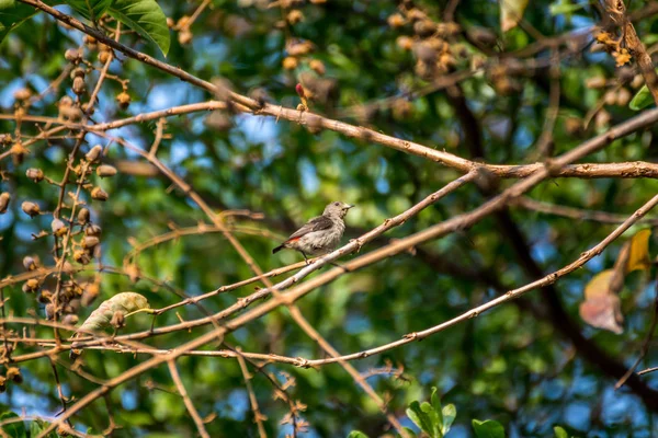 Птах (Квіткар) на дереві — стокове фото
