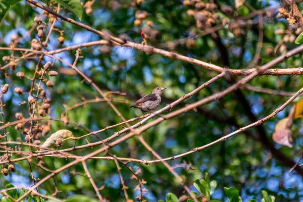 Птица (Скарлетный цветочный дятел) на дереве — стоковое фото