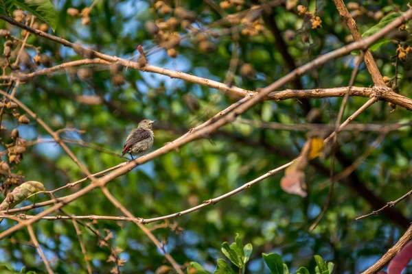 Pták (Scarlet couval Flowerpecker) na stromě — Stock fotografie