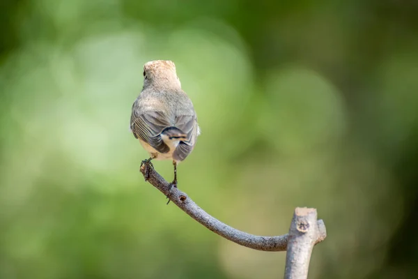 Uccello (Acchiappamosche dalla gola rossa) su un albero — Foto Stock