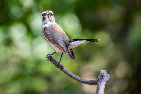 Pájaro (Garganta Roja Flycatcher) en un árbol — Foto de Stock