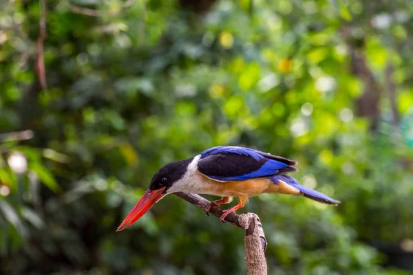 Bird (Black-capped Kingfisher) on a tree