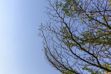 ağaç ve gökyüzü