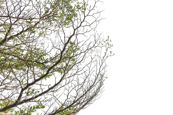 Árbol aislado sobre fondo blanco — Foto de Stock