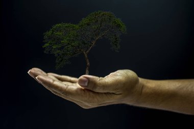 Ağacı tutan el.