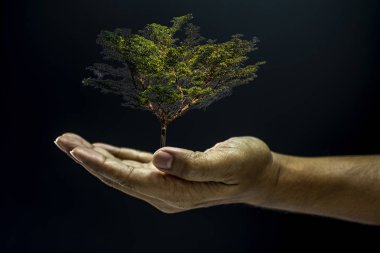 Ağacı tutan el.