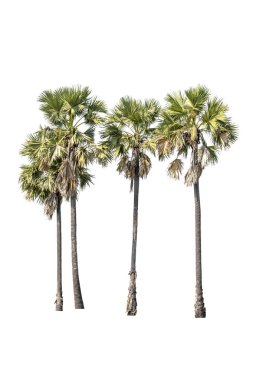 Beyaz arka plan üzerinde izole ağaç (şeker palmiye)