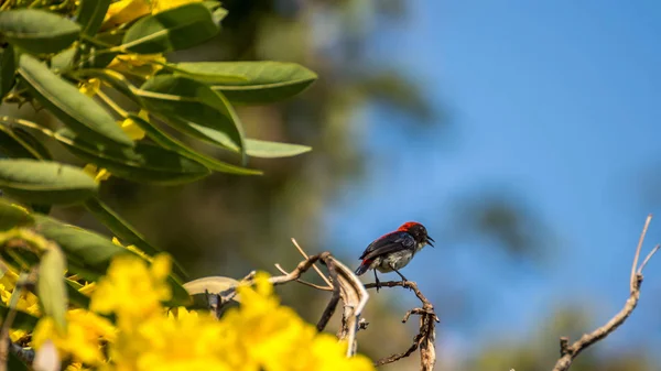 Bir ağaçta kuş (Kızıl sırtlı Flowerpecker) — Stok fotoğraf