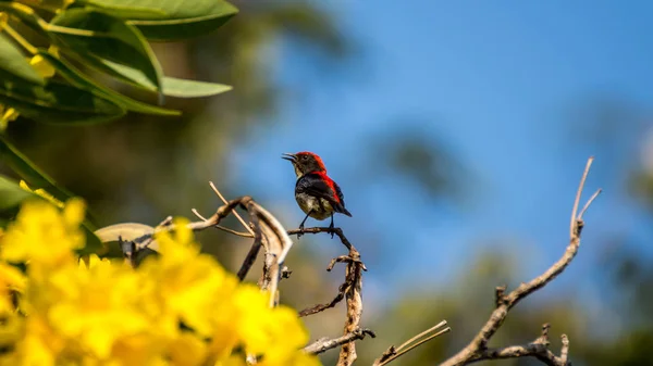 Pássaro (Flowerpecker apoiado por escarlate) em uma árvore — Fotografia de Stock