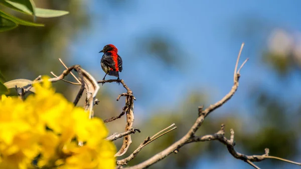 Pássaro (Flowerpecker apoiado por escarlate) em uma árvore — Fotografia de Stock
