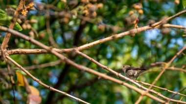 Bir ağaçta kuş (Kızıl sırtlı Flowerpecker)