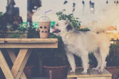 Çikolata yüzlü seyir kafede oturan köpek