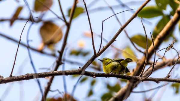 Pássaro (Iora comum) em uma árvore — Fotografia de Stock