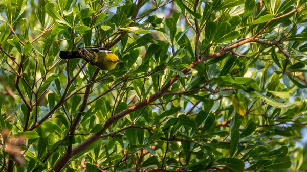 Oiseau (Iora commune) sur un arbre — Photo