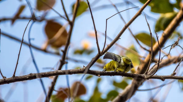 Pájaro (Common Iora) en un árbol — Foto de Stock