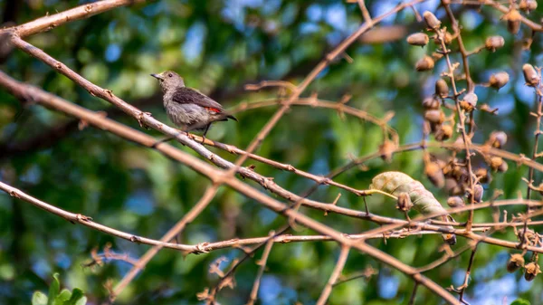 Pájaro (Pájaro de flores con respaldo escarlata) en un árbol — Foto de Stock