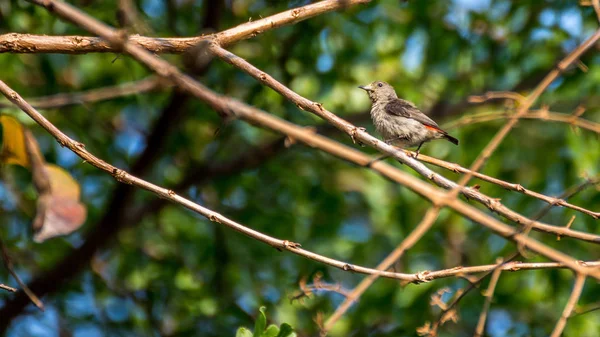 Uccello (Scarlet-backed Flowerpecker) su un albero — Foto Stock