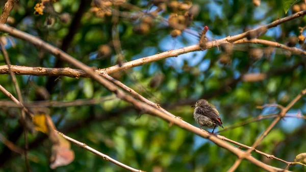 Птица (Скарлетный цветочный дятел) на дереве — стоковое фото