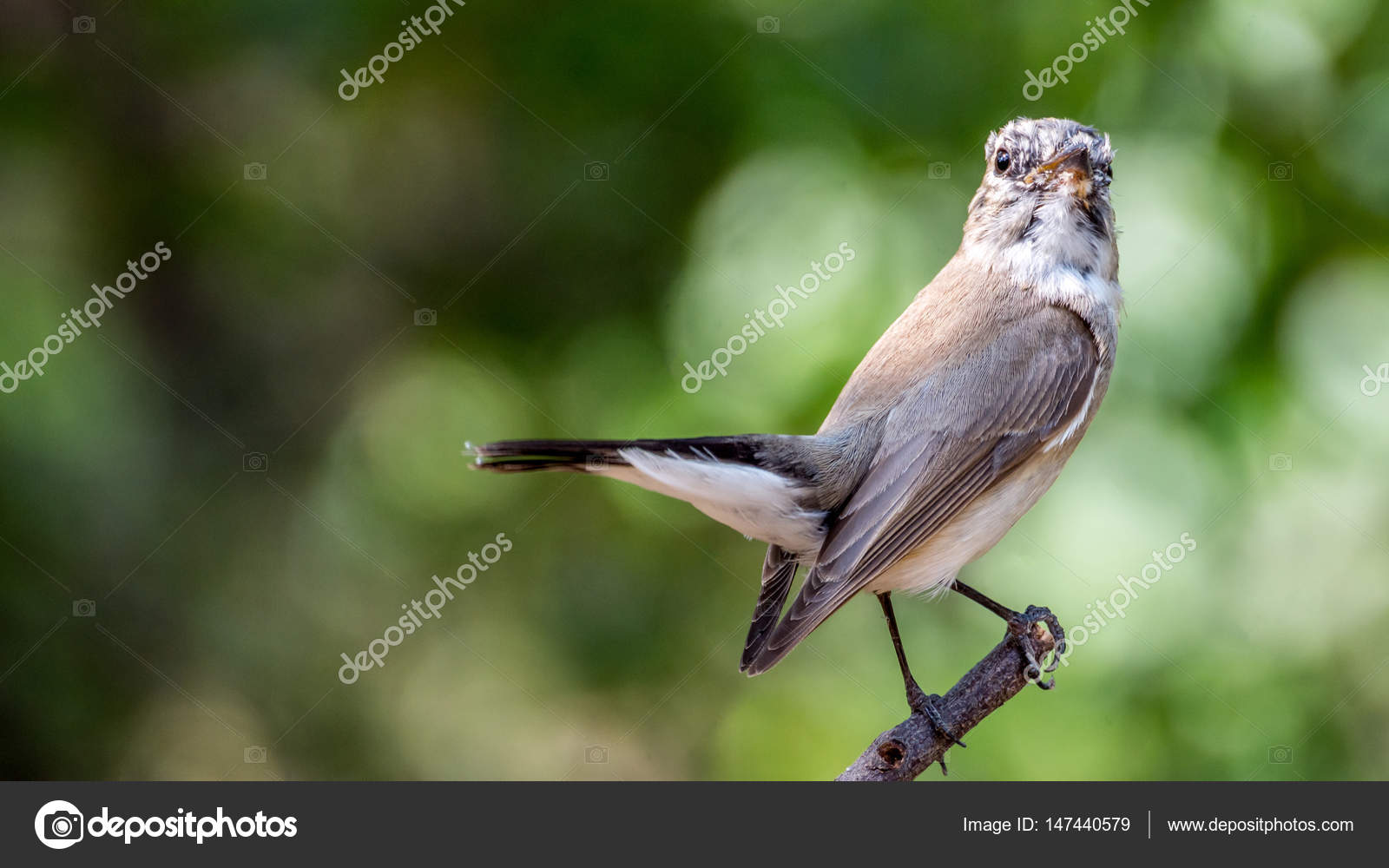 Oiseau Gobemouche à Gorge Rouge Sur Un Arbre