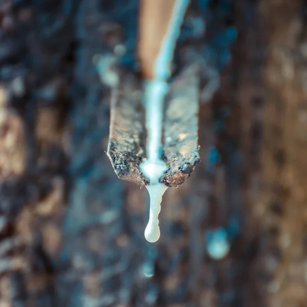 Árbol de caucho con gota de caucho natural en la plantación — Foto de Stock