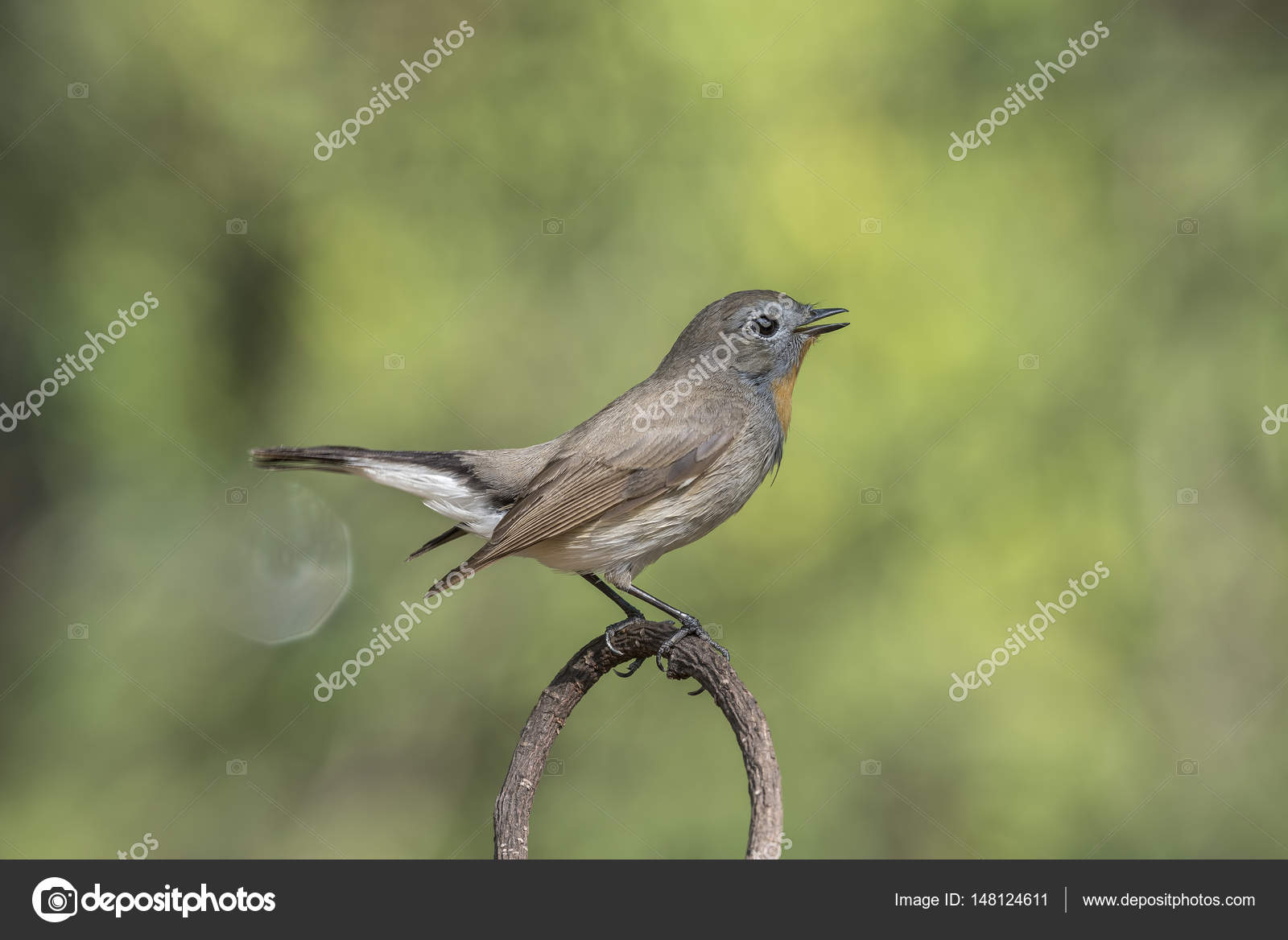 Oiseau Gobemouche à Gorge Rouge Sur Un Arbre