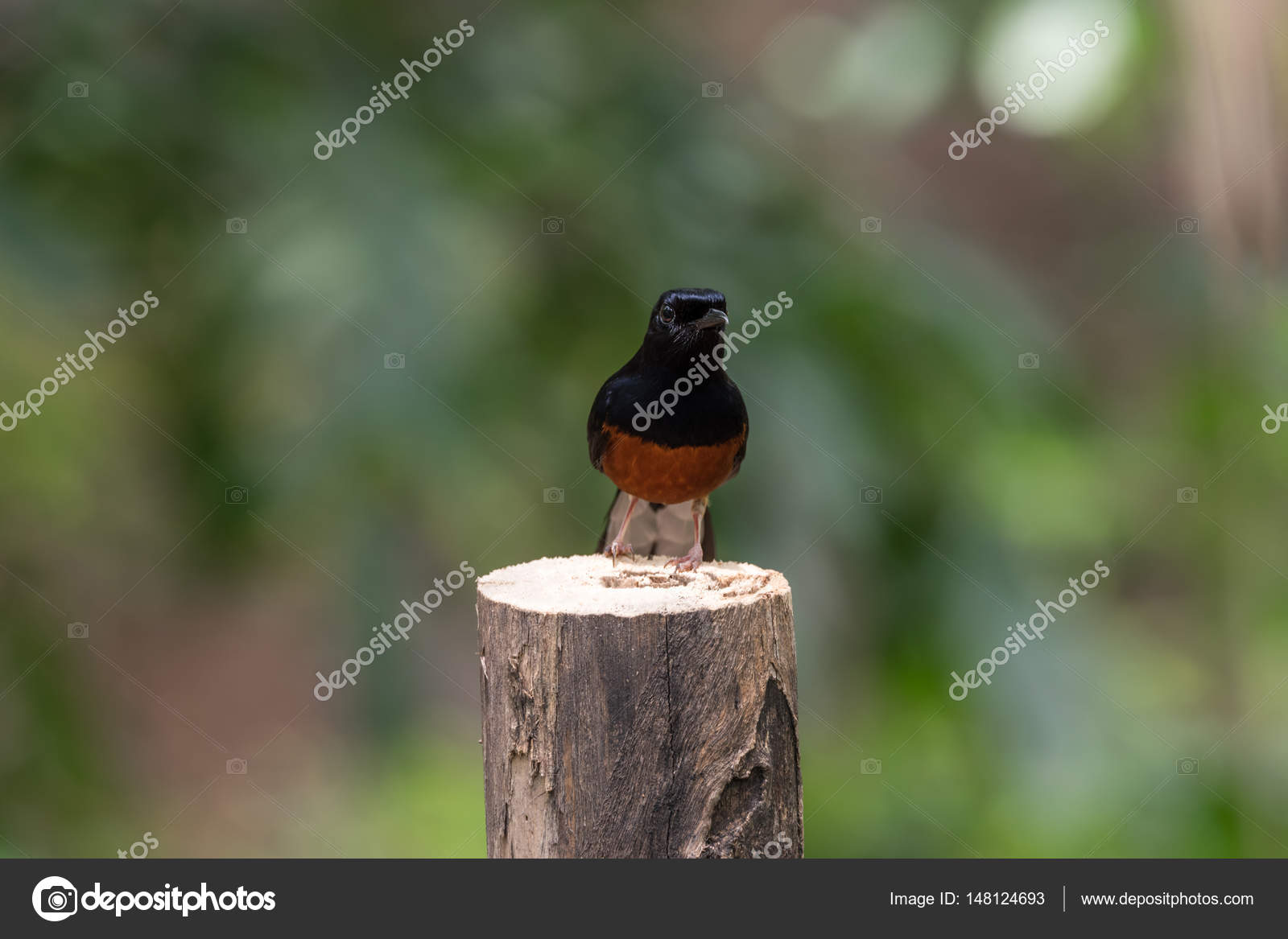 Oiseau Shama à Croupion Blanc Sur Un Arbre Photographie