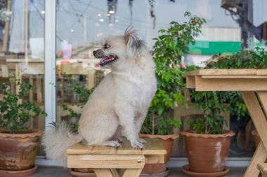 Seyir bir şey kafede oturan köpek