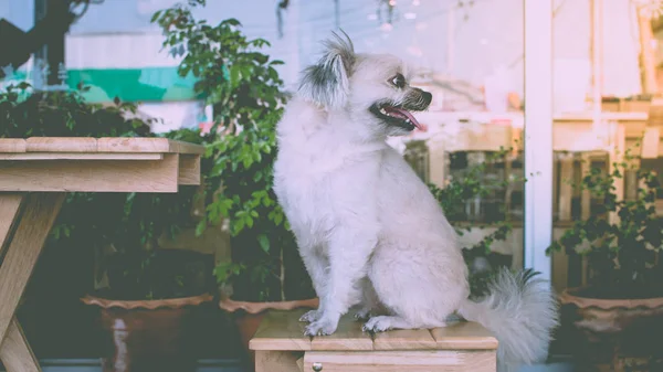 Pes sedí v kavárně při pohledu na něco — Stock fotografie