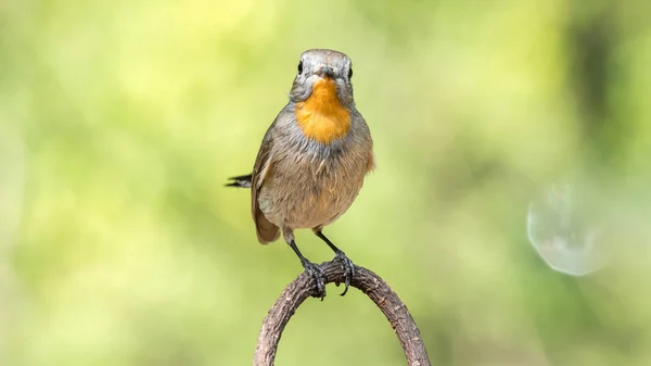 Pássaro (Flycatcher de garganta vermelha) em uma árvore — Fotografia de Stock