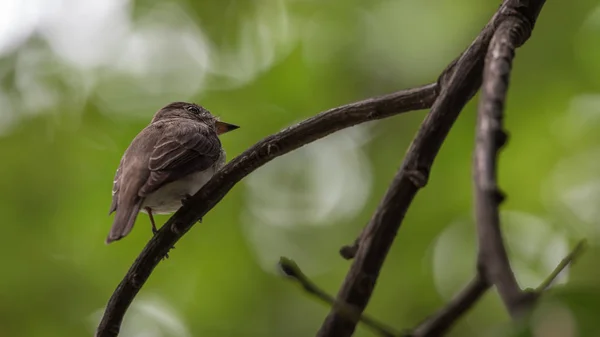 Vogel (asiatische braune Fliegenschnäpper) auf einem Baum — Stockfoto