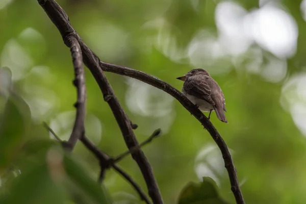 Pássaro (apanhador de moscas marrom asiático) em uma árvore — Fotografia de Stock