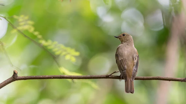 Pájaro (atrapamoscas azul y blanco) en un árbol — Foto de Stock