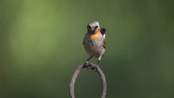 Uccello (Acchiappamosche dalla gola rossa) su un albero — Video Stock