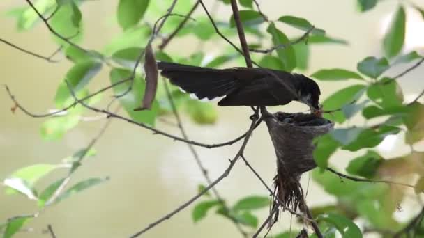 Pájaro (Pied Fantail Flycatcher) y bebé en el nido — Vídeos de Stock