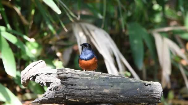 Oiseau (shama à grondement blanc) sur un arbre 