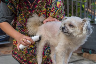 Damat ve saç kesimi köpek kürk insan kesme makinesi ile tarafından