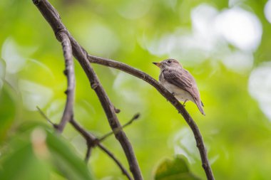 Bir ağaçta kuş (Asya kahverengi sinekkapan)