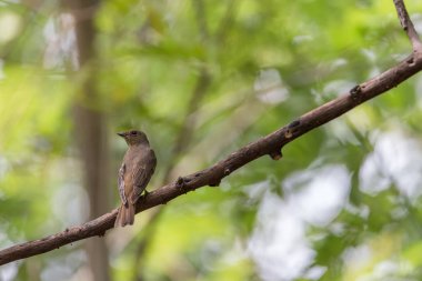 Bir ağaçta kuş (mavi ve beyaz sinekkapan)