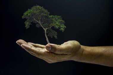 Ağacı tutan el.