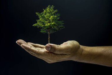 Ağacı tutan el.